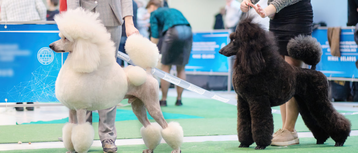What You Need to Know to Raise a Show Dog in 2023